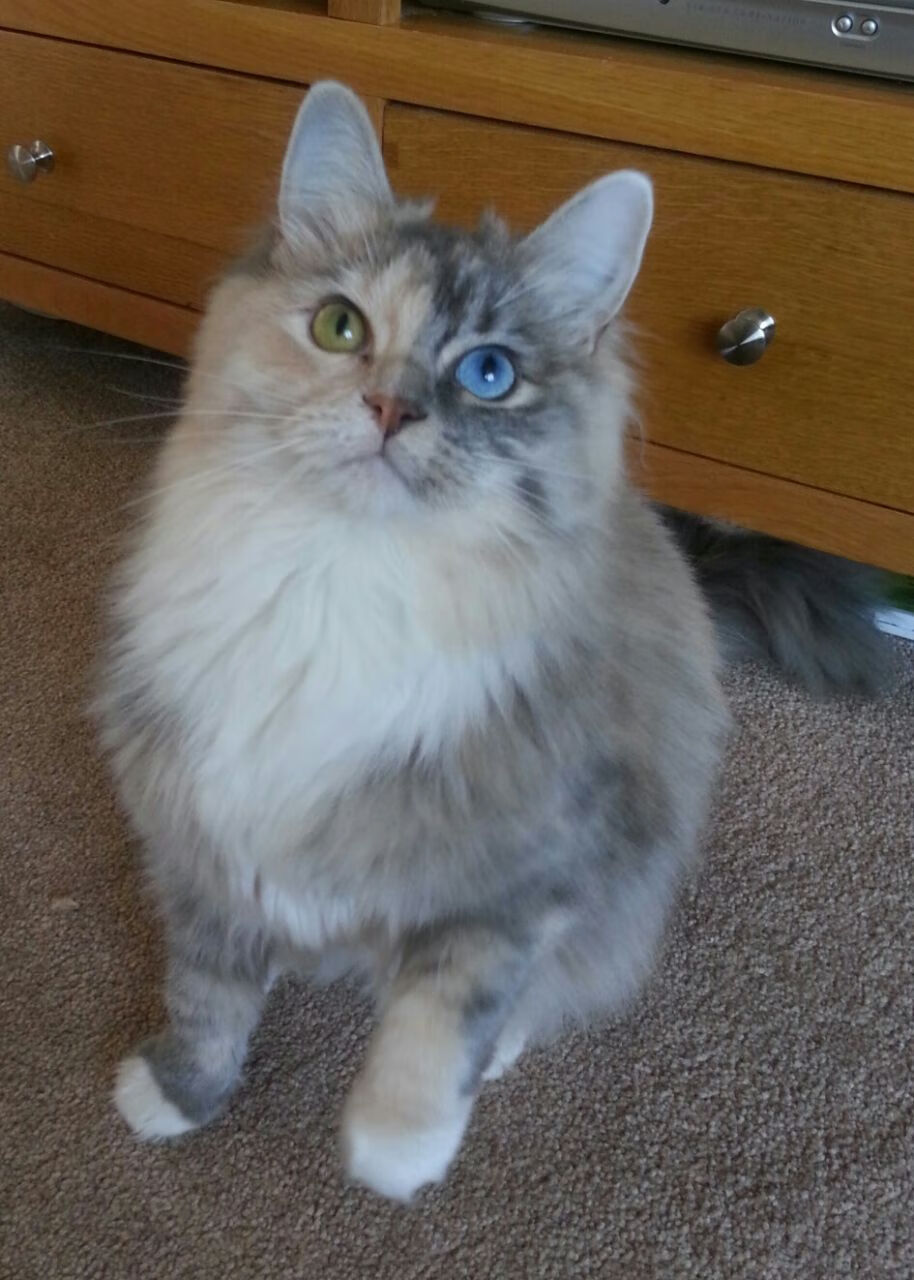 欧冠双重奏,利物浦铁血逆转与迪马利亚的华丽独舞