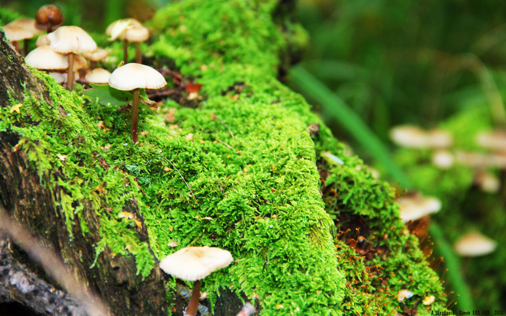 当广东宏远跨越次元壁，AI模拟揭示字母哥统治力唯一性