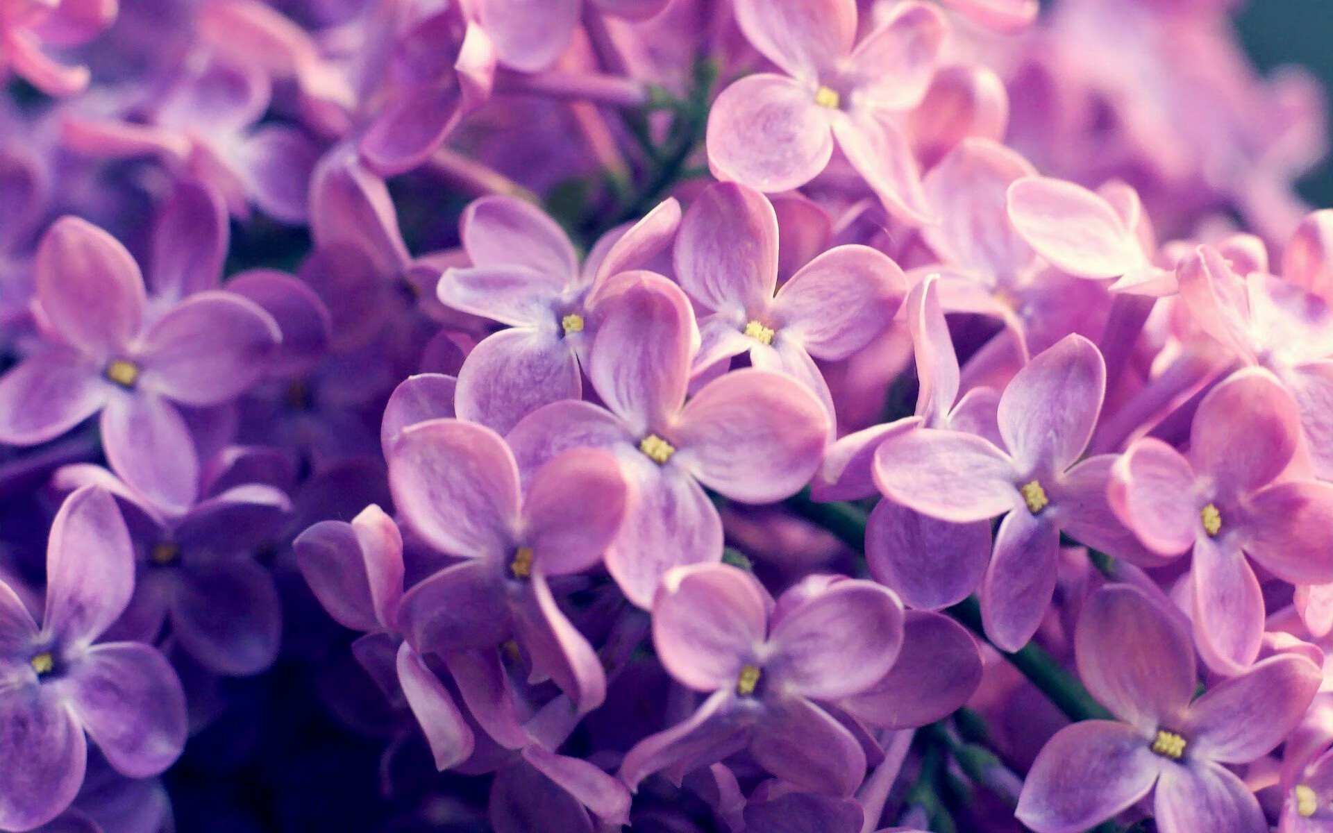 欧洲战场的横扫与亚洲战场的涅槃，胜利，是横扫对手，更是击败自己