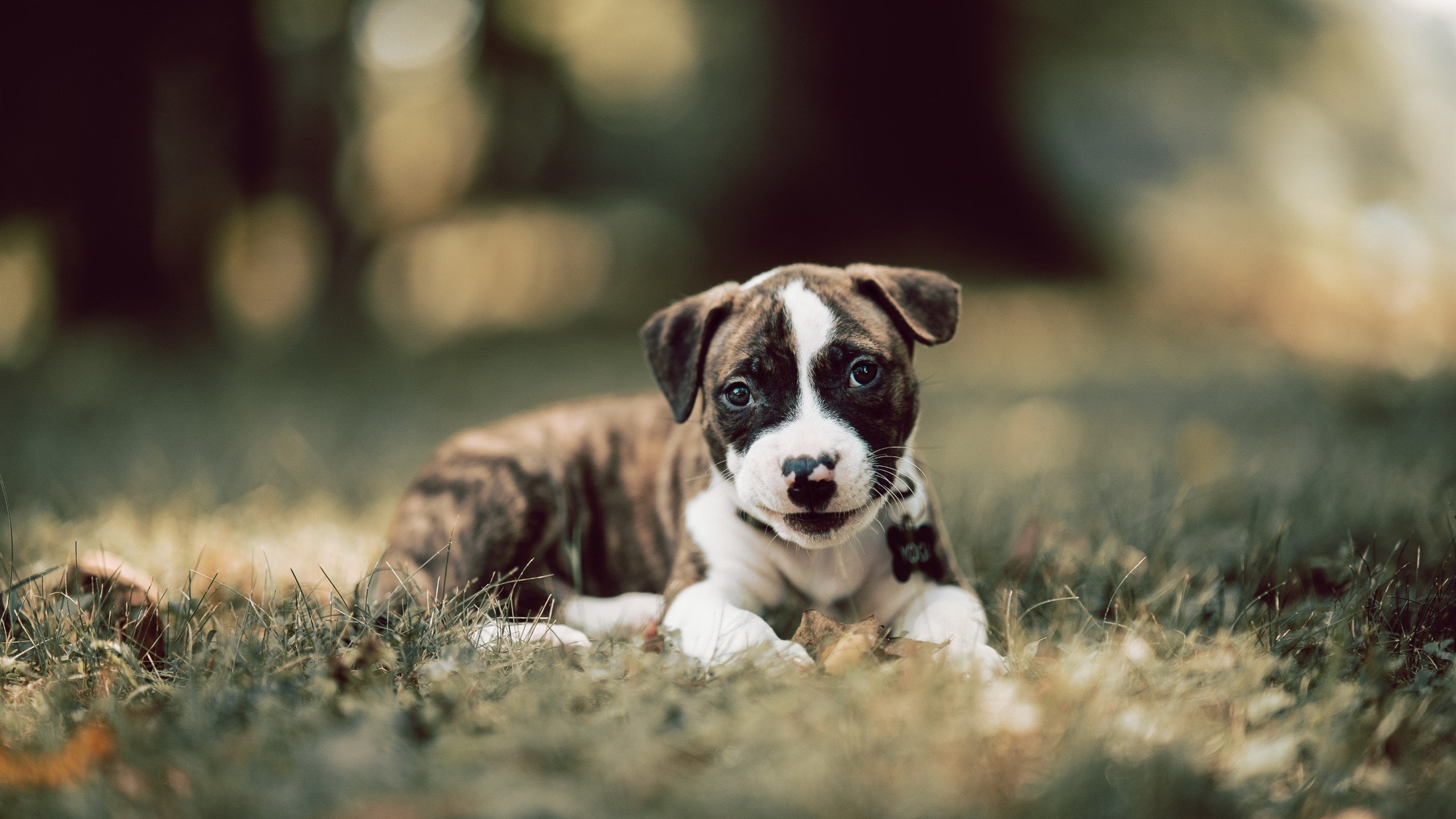 绿茵棋盘上的独舞,莫德里奇用冷静的弦乐,指挥佛罗伦萨与曼联的对决变奏曲