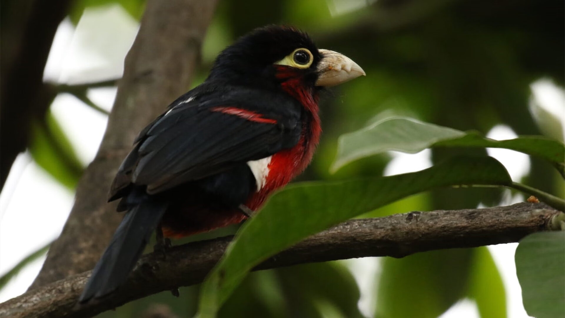 F1新赛季启幕夜，萨内一箭穿心定江山