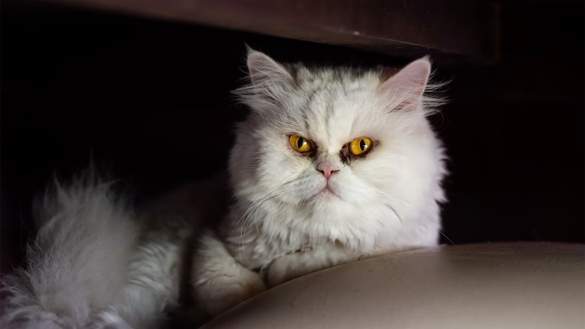 当独行侠遭遇东方旋风，哈利伯顿在越级试炼中完成巨星认证