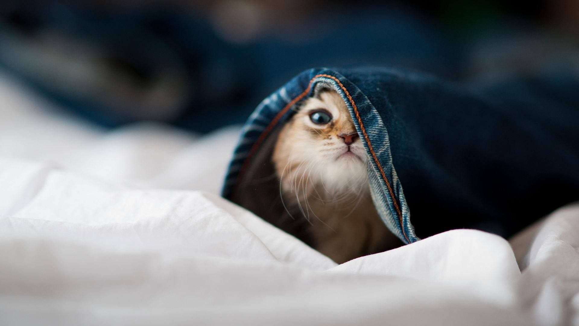 布伦森的节奏诗篇，当新疆广汇遇见夏洛特黄蜂的时空幻想