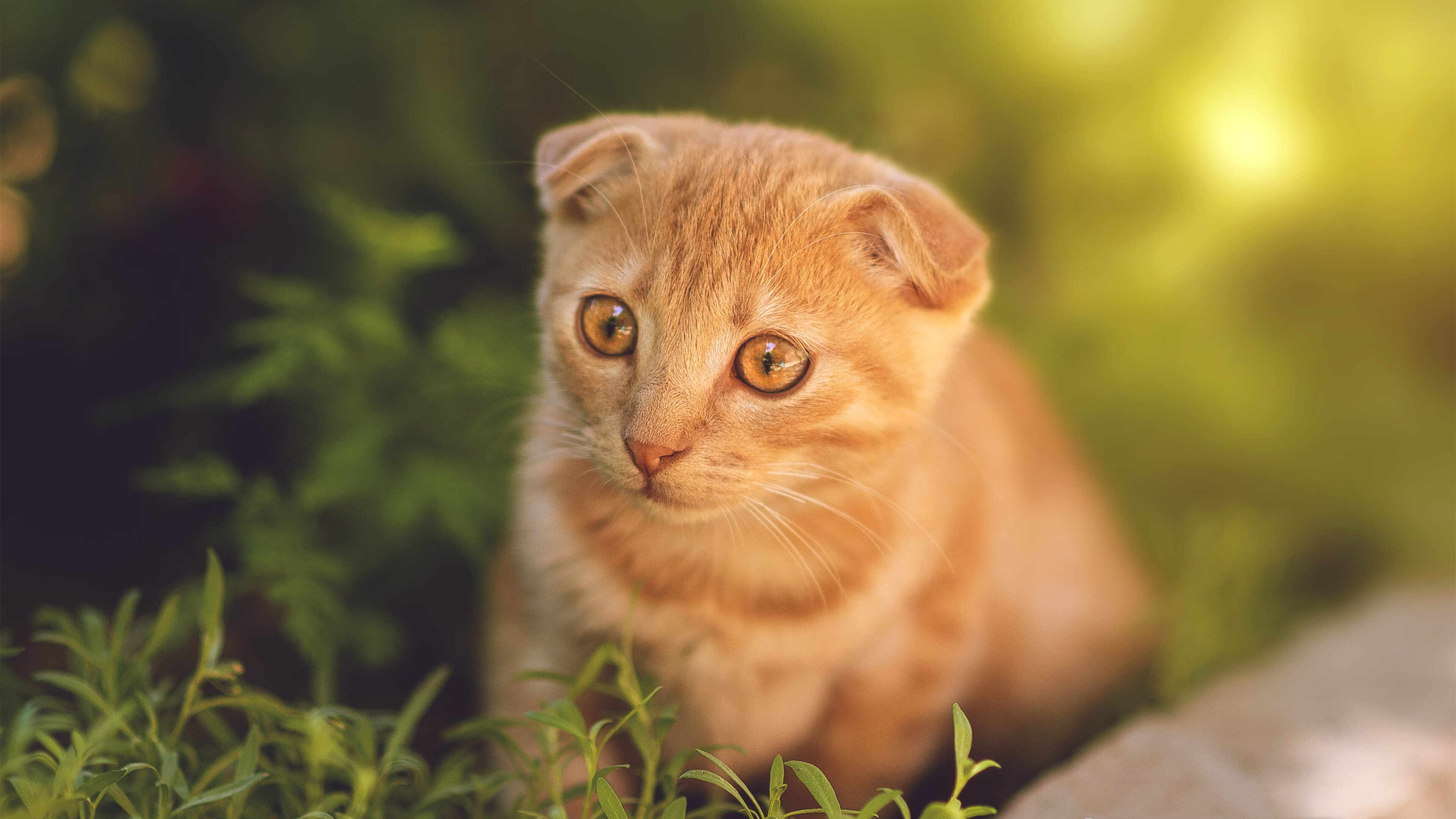 欧冠决赛焦点战，当步行者于绿茵棋盘上彻底粉碎国王的权杖