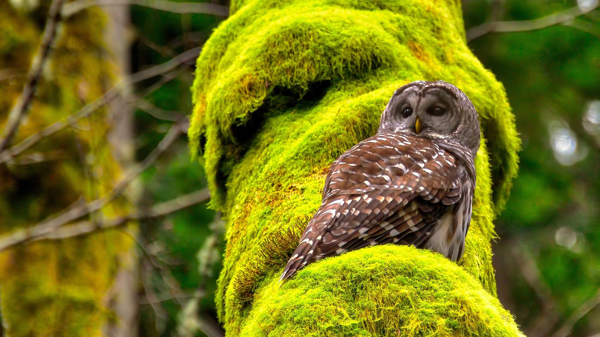 十字路口的欧洲足球，克罗地亚血拼比利时，德里赫特成为关键先生