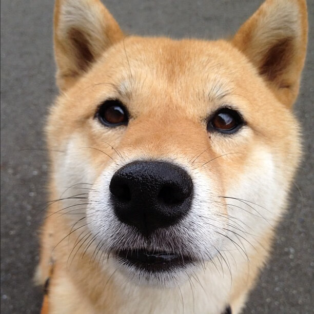 战术完胜！毕尔巴鄂式压迫何以令塞内加尔窒息，拉什福德示范教科书级进攻演绎