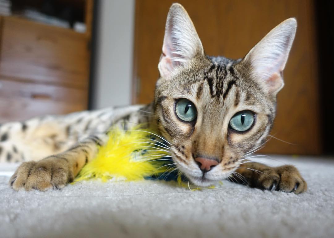 阿劳霍的战役，当莱比锡红牛遇见委内瑞拉，一个后卫定义了胜利的法则