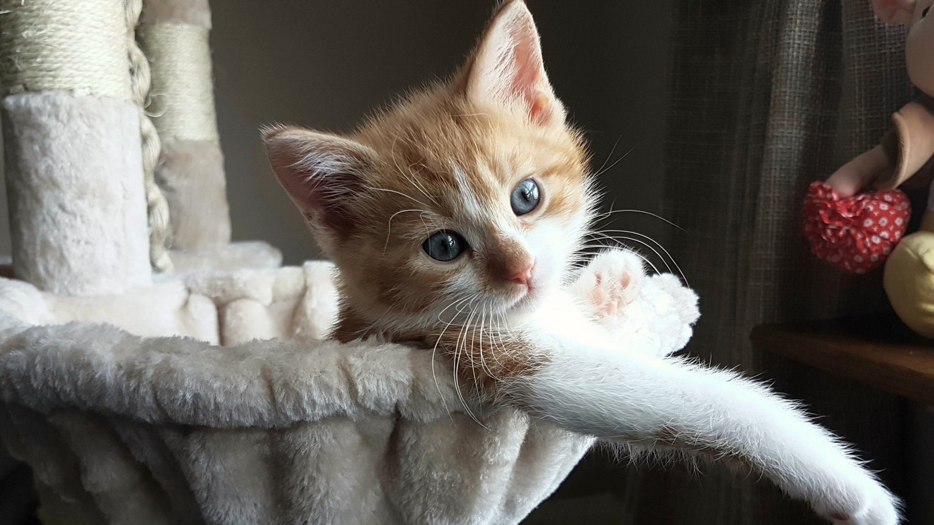 跨界魔术,当足球铁血注入篮球殿堂