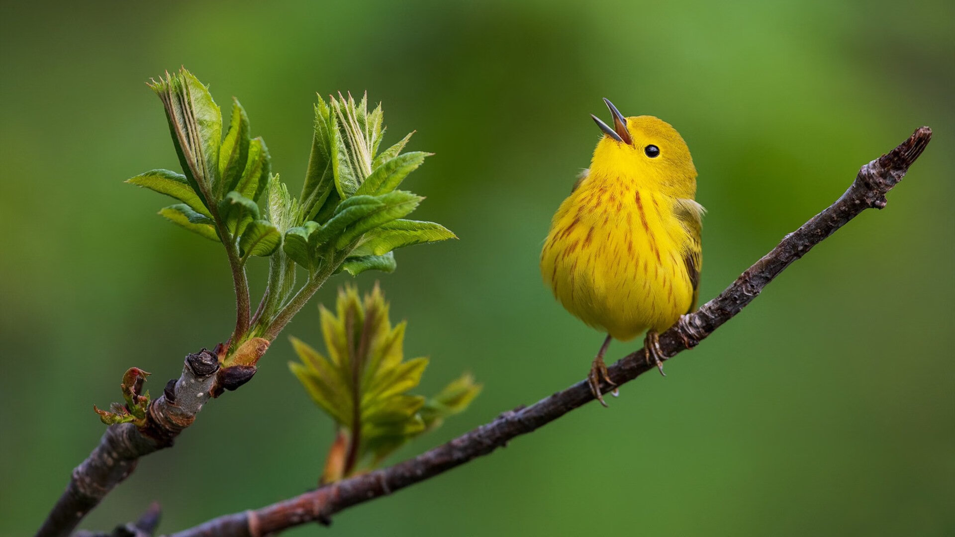 当赛道响起引擎轰鸣，罗德里的身影浮现