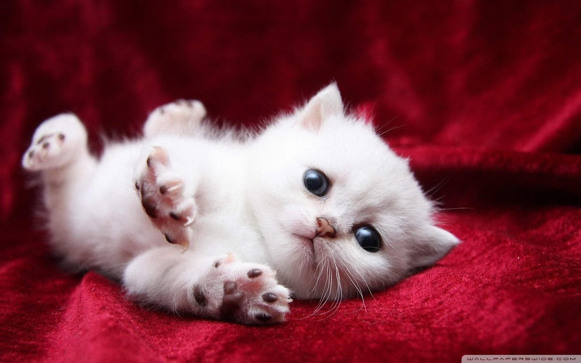 暗夜骑士与新神祇，独行侠的团队胜利与文班亚马的个人史诗