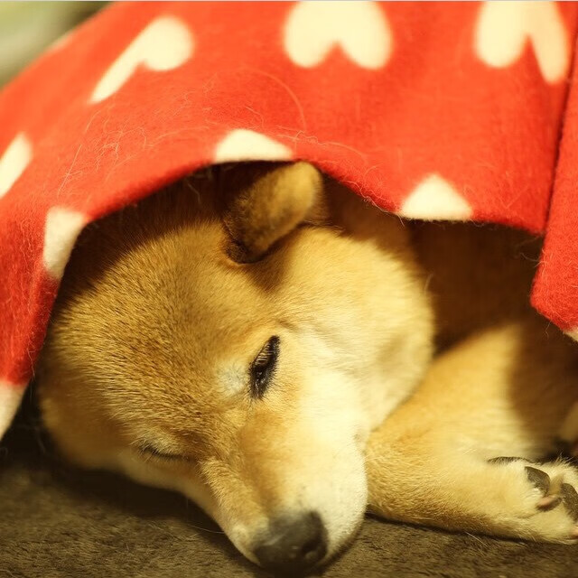 从明尼苏达到巴黎,当角色球员成为关键先生,团队篮球的终极答案