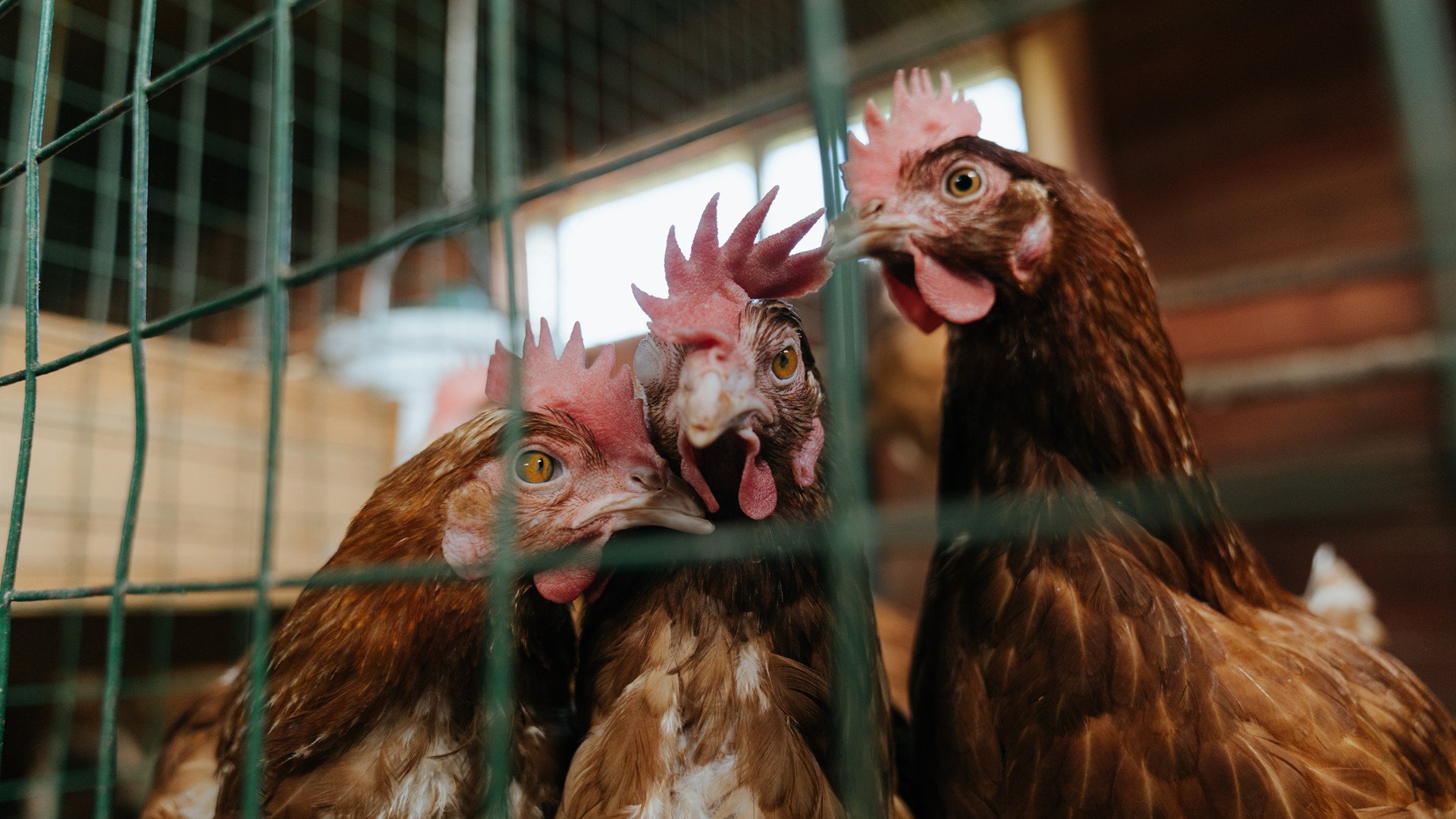 关键先生布伦森!上海力克北京的背后,是默默打了所有人的脸