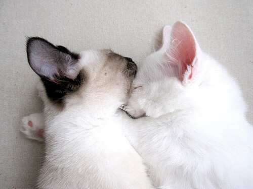 范弗利特斩落勇士!库里面前轰38+15+7,今夜他才是纽约之王