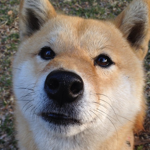 长城与玫瑰的对决，记2009年火箭正面击溃开拓者的经典一役