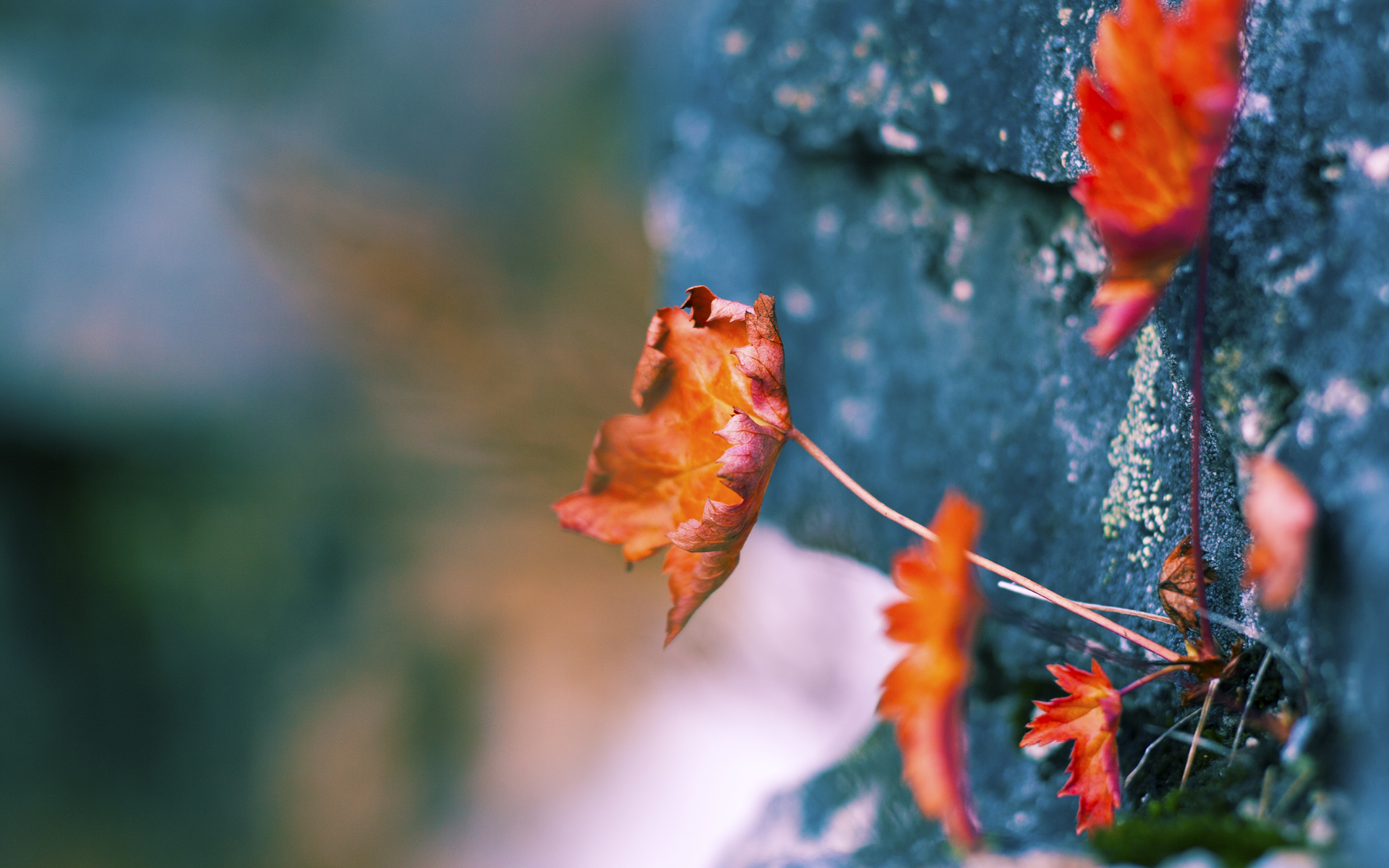 南美雄风与北境之魂，一场跨洲际足球的双重奏