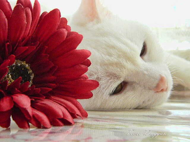 没有杜兰特的杜兰特之战，雄鹿VS湖人如何成为联盟的镜像寓言