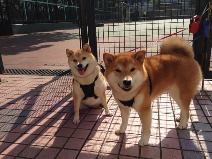 从平凡到非凡，法比尼奥如何用巨星之力导演突尼斯一波流带走荷兰